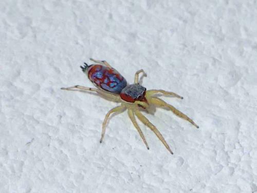 Réf. 238 808 : Chrysilla lauta